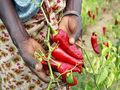 Zbiory papryki w Tanzanii. Fot. USAID Africa Bureau, źródło: http://en.wikipedia.org/wiki/File:Paprika_pepper_farmer_in_Tanzania_(5761933485).jpg, dostęp: 29.11.2014